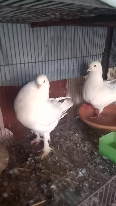 pigeons for sell breeder pair 0312/496/21/95/ price me kami ho jay gi