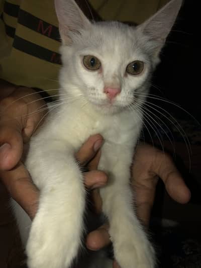 Tow female cats