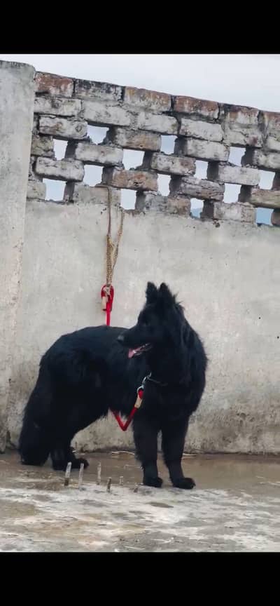 Black German Shepherd Female