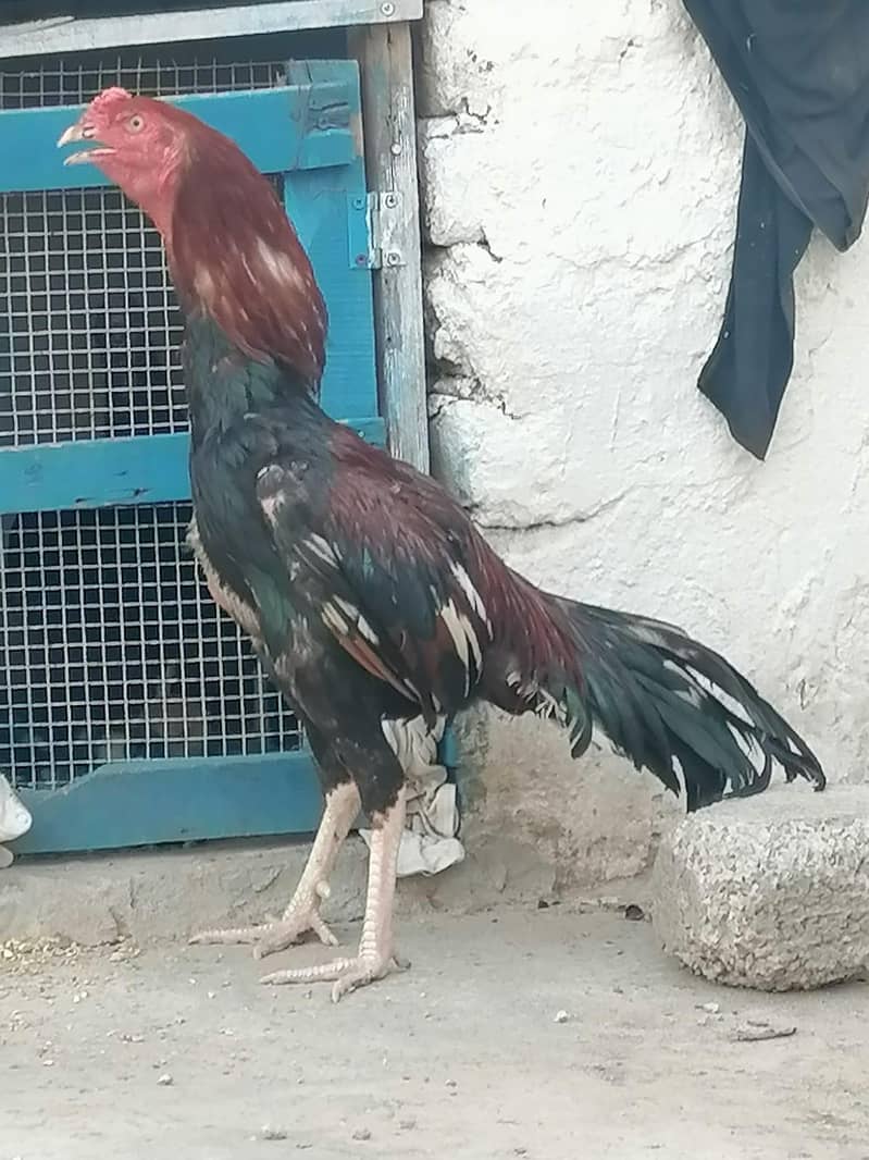 Lakha patha 1