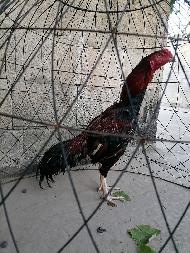 Lakha patha 2
