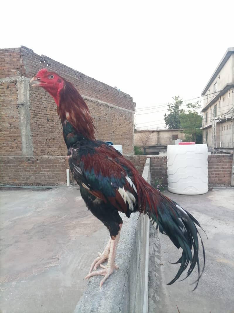 Lakha patha 4