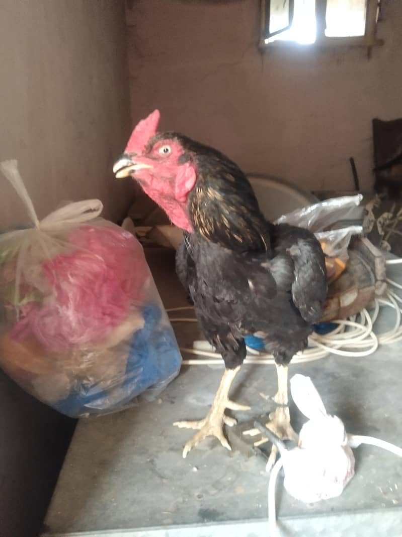 Aseel pair 2