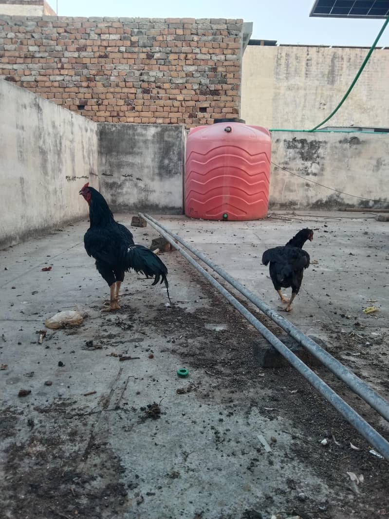 Aseel pair 6