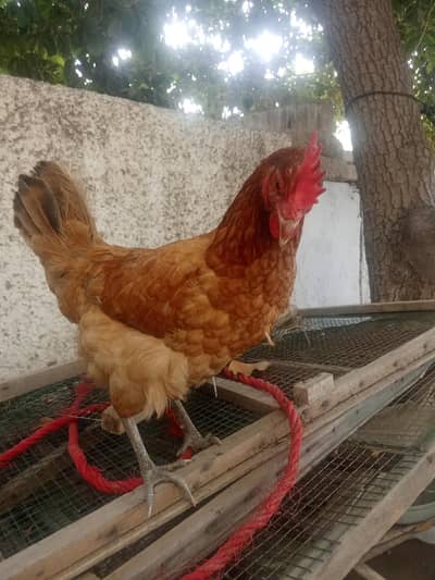 3 healthy misri egg lying hen for sell