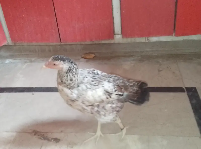 Pure kurk Aseel female available