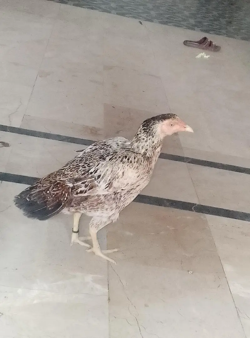 Pure kurk Aseel female available — photo 2