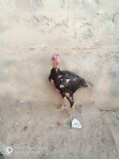 lasani aseel pair for sale