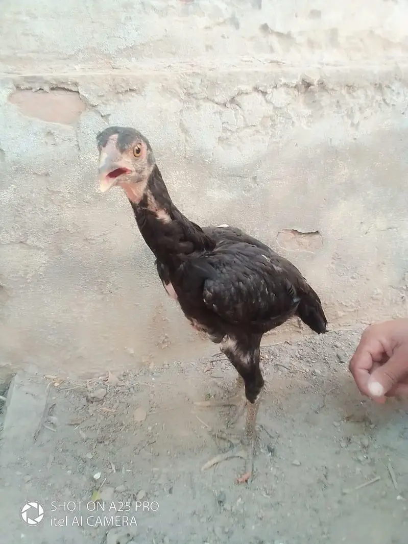 lasani aseel pair for sale — photo 2