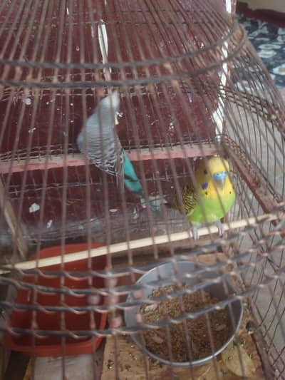 budgies