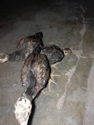 home breed lasani murgha or lakhi amrohi cross madi k bachy han