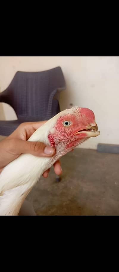 original part beak male for sale