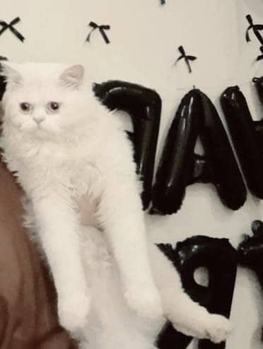 Cat (MiMI)