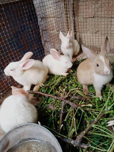 rabbit for sale