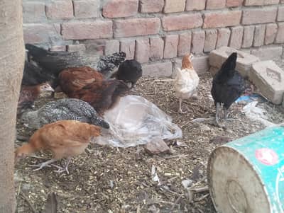 Pure organic Golden misri hens