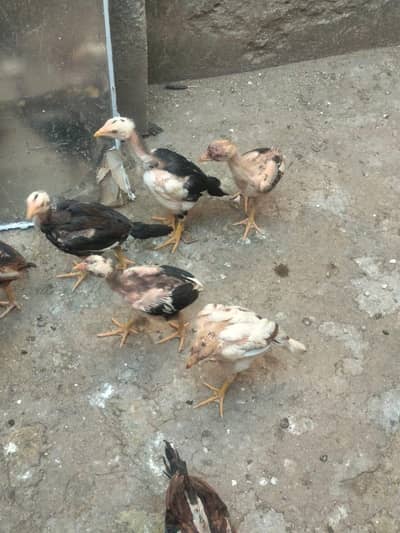 Aseel chicks for sale only.