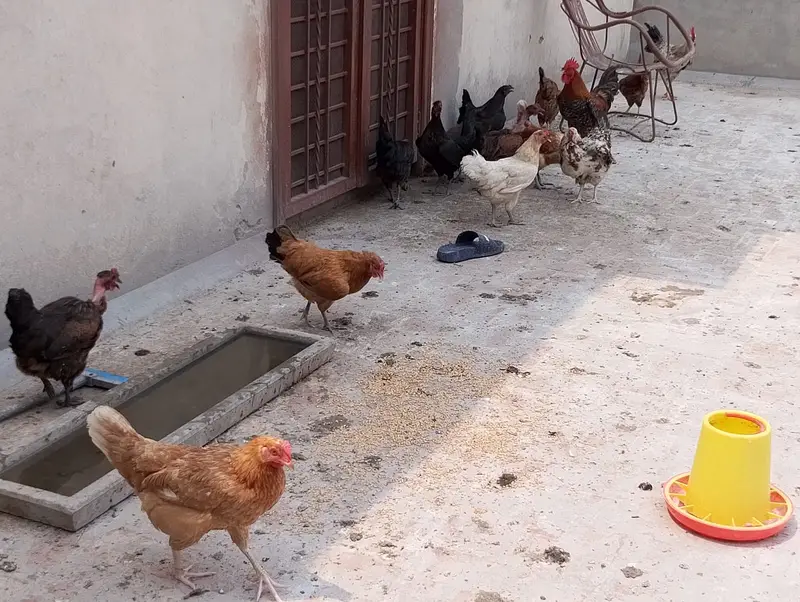 hen male female available in large quantity