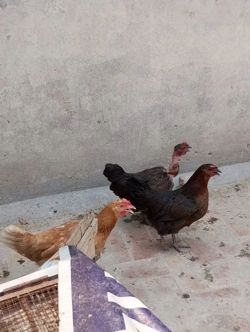 hen male female available in large quantity — photo 2