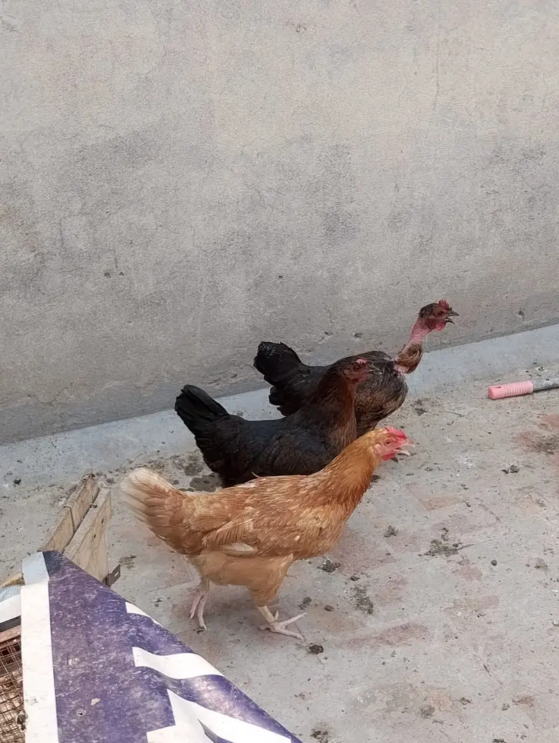 hen male female available in large quantity — photo 3