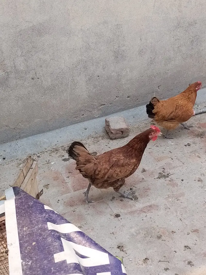 hen male female available in large quantity — photo 4