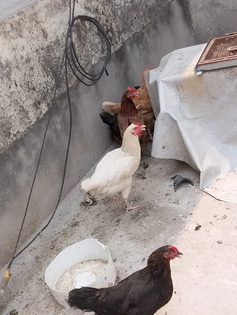 hen male female available in large quantity — photo 5