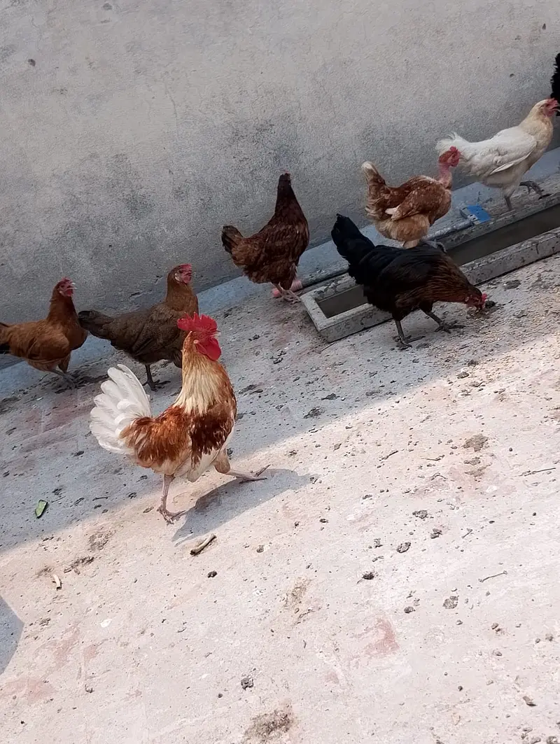 hen male female available in large quantity — photo 6
