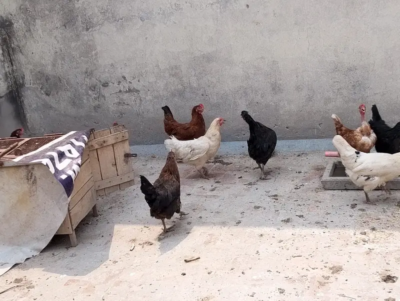 hen male female available in large quantity — photo 7