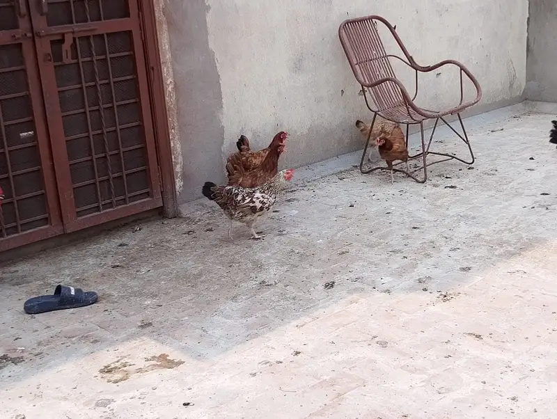 hen male female available in large quantity — photo 8