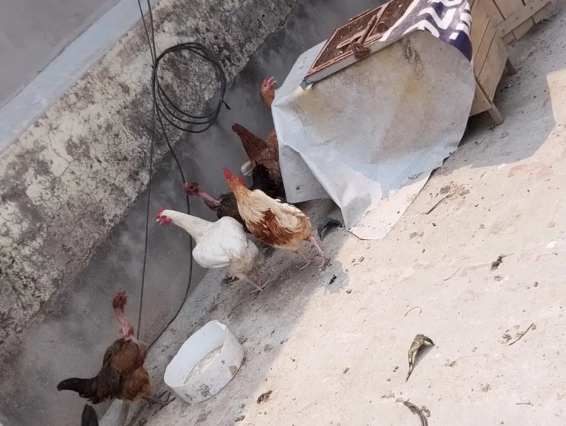 hen male female available in large quantity — photo 9