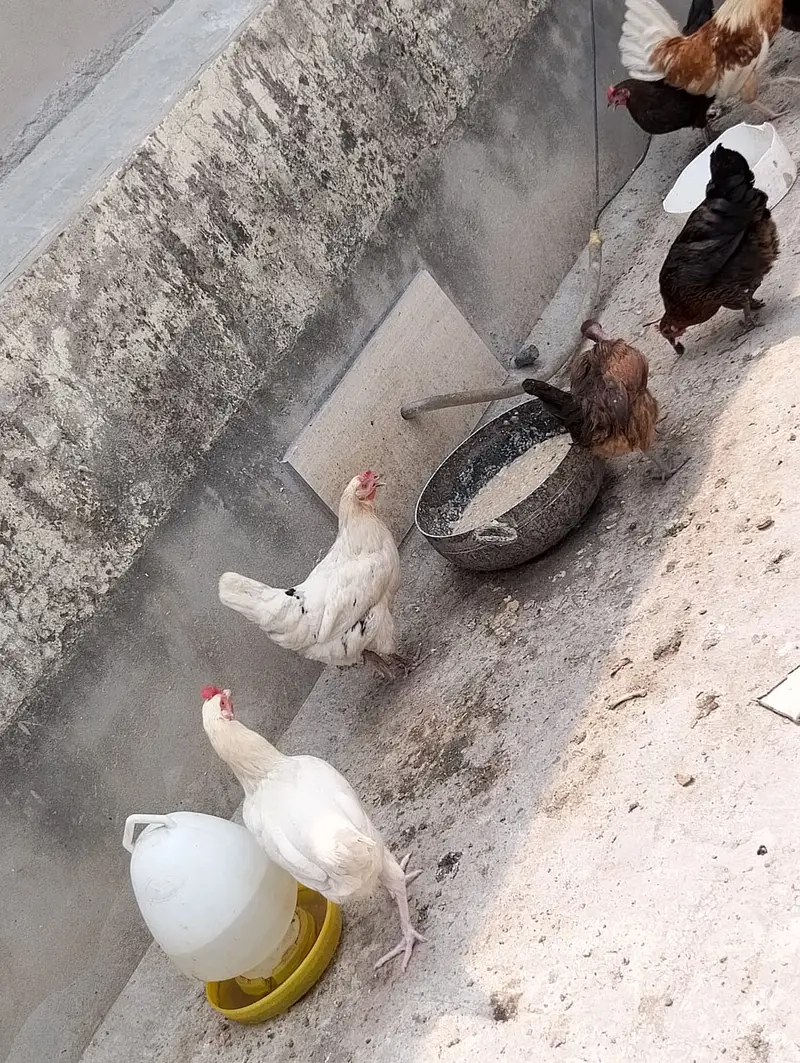 hen male female available in large quantity — photo 10