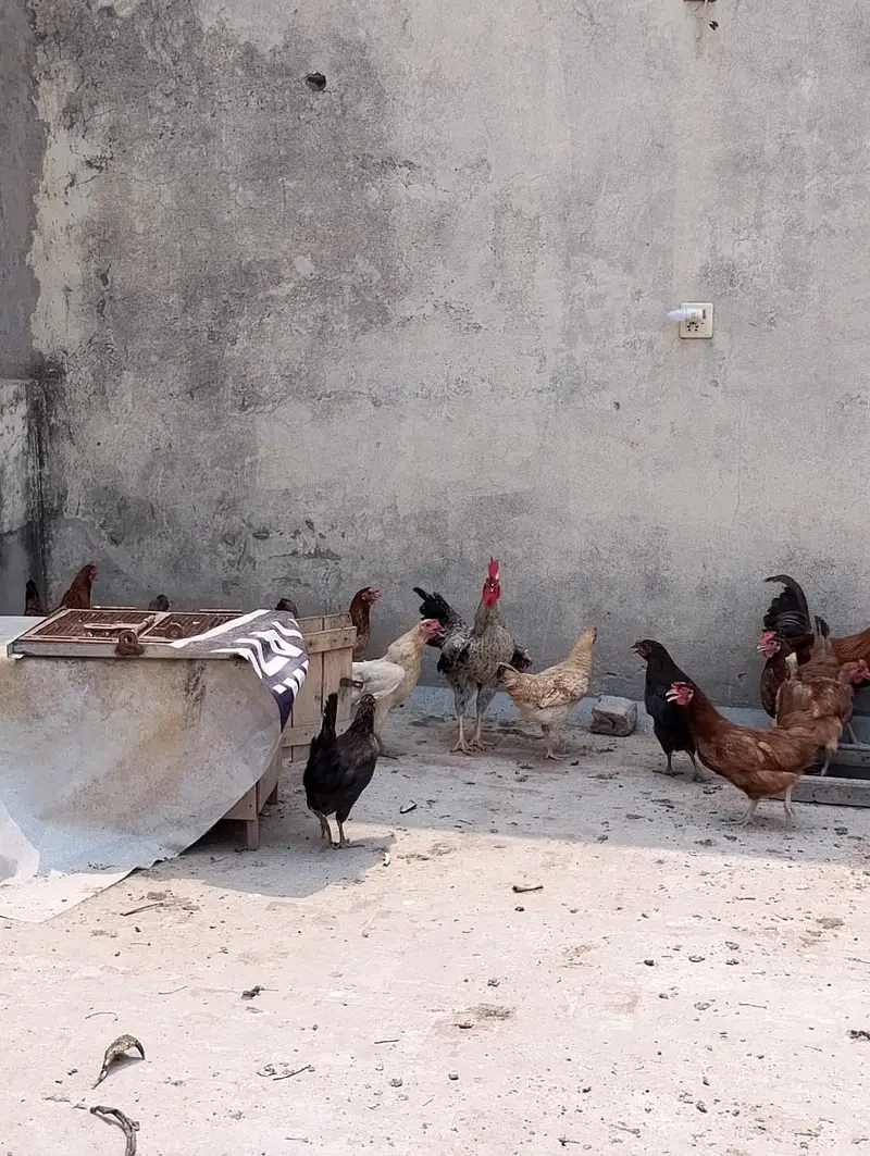 hen male female available in large quantity — photo 11