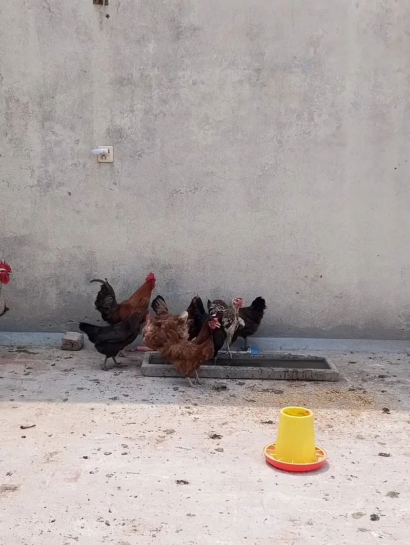 hen male female available in large quantity — photo 12