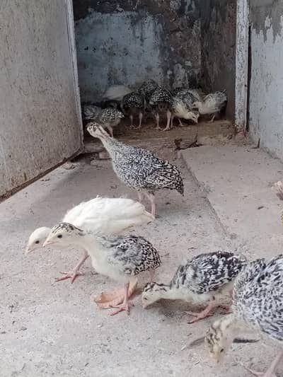Turkey Birds available for Sale