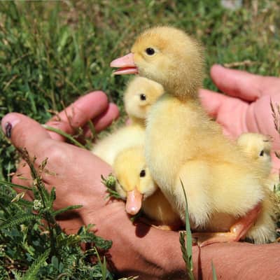 Ducklings For sale Short Neck