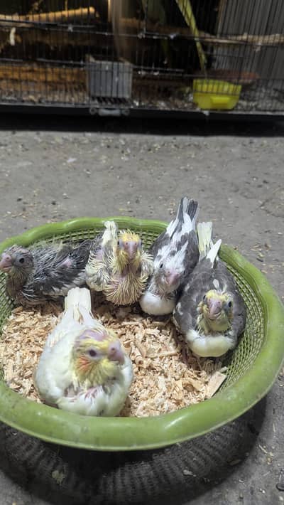 Cocktail Chicks for sale
