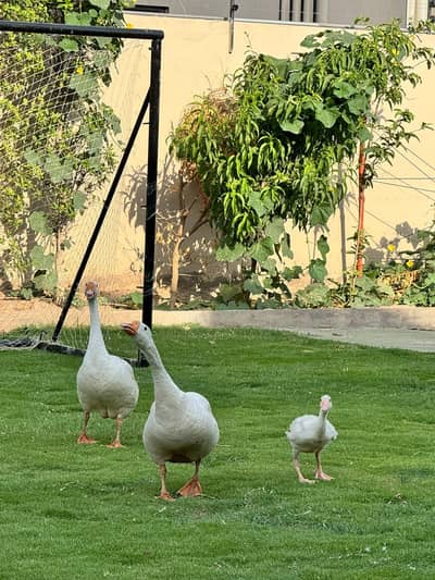 2 Long Neck Ducks With 1 Baby Duck