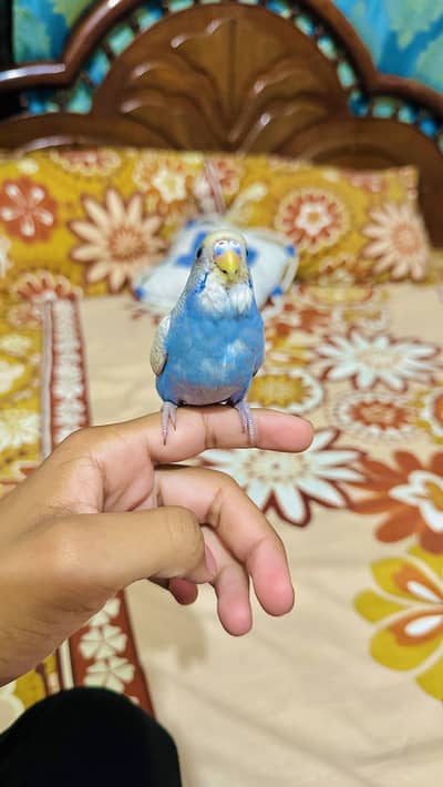 A beautiful hand tame budgie parrot