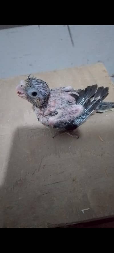 Grey Cockatiel Chick for hand taming