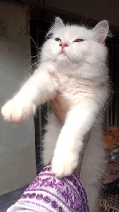 Triple coated persian pair available for sale contact no 03315610264