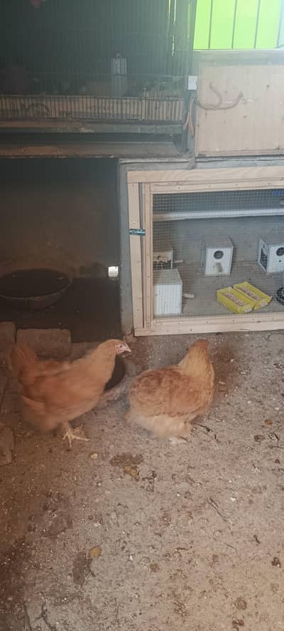 kabooter moor hen for sale