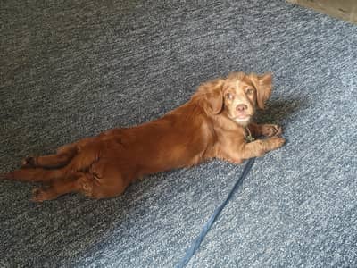 cocker spaniel 4 month fully active