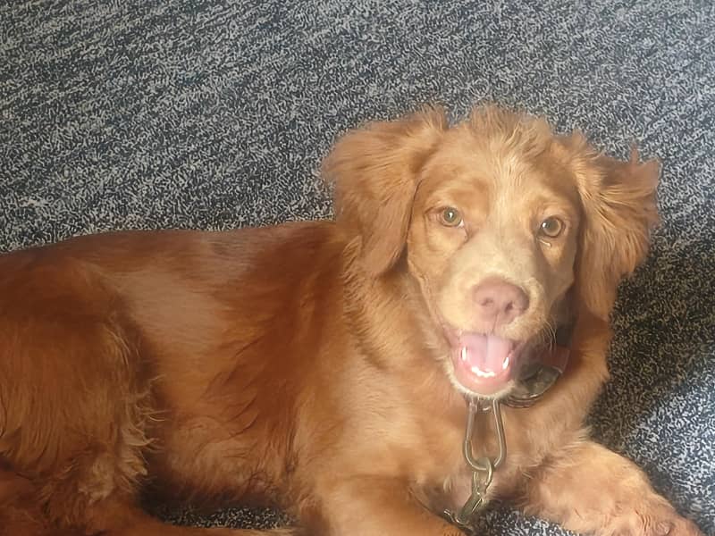 cocker spaniel 4 month fully active 1