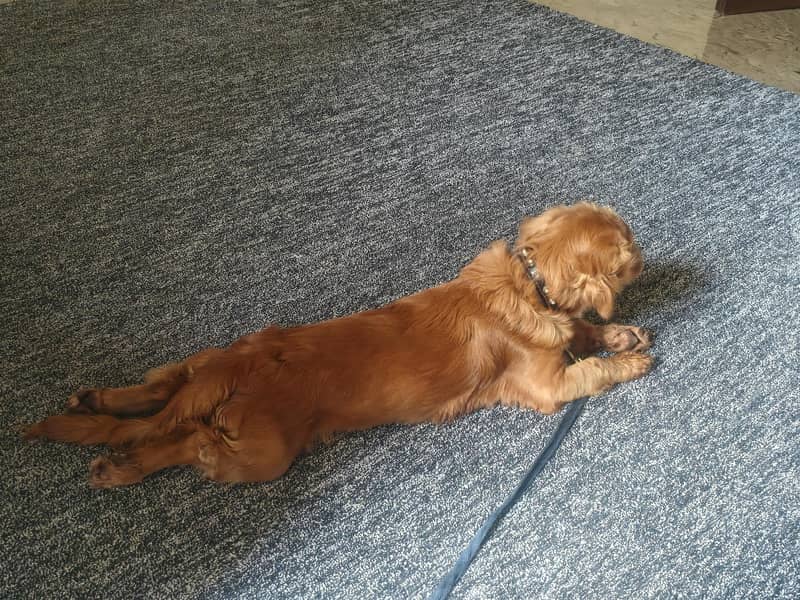cocker spaniel 4 month fully active 2