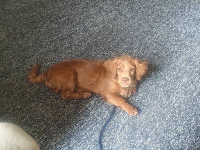 cocker spaniel 4 month fully active 3