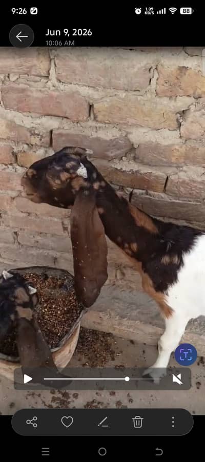 Pateri Goats