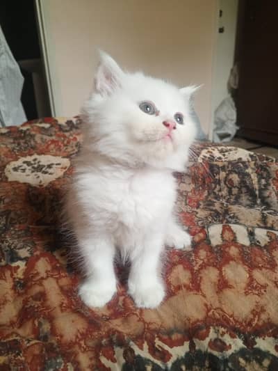 triple coat kitten