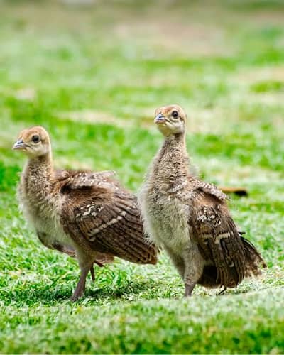 Peacock chicks peafowl moor