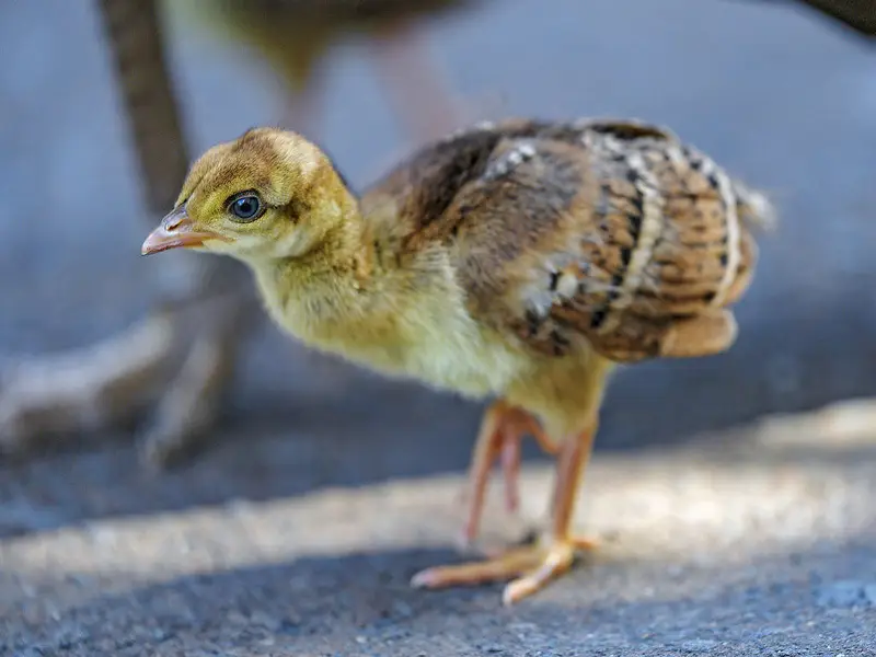 Peacock chicks peafowl moor — photo 4