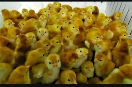 RIR HENS CHICKS