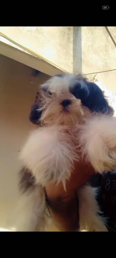shitzu male puppy